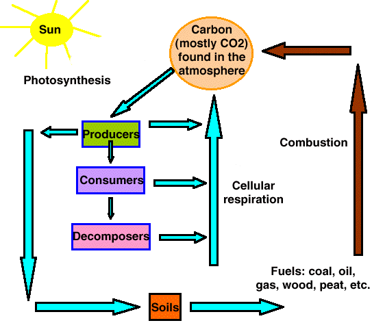 38+ Cellular Respiration Diagram Ap Bio PNG